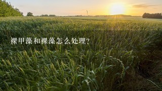 裸甲藻和裸藻怎么处理？