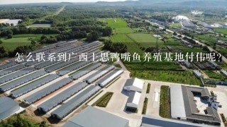 怎么联系到广西上思鸭嘴鱼养殖基地付伟呢？