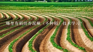 哪里有稻田养泥鳅（不种稻）技术学习？