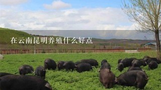 在云南昆明养殖什么好点