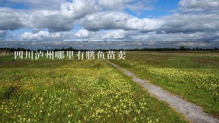 4川泸州哪里有膳鱼苗卖