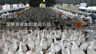 泥鳅养殖池的建造方法