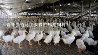 青虾养殖时主要投喂哪些饲料？