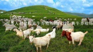 很多人对建设黄牛养殖场地困扰，黄牛养殖场地如何建