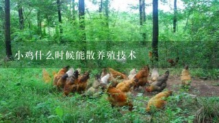 小鸡什么时候能散养殖技术