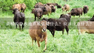 黄鳝的静水池养殖法是什么？应该注意什么？