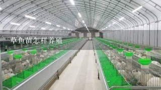 草鱼苗怎样养殖