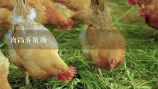 肉鸽养殖场