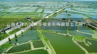 云南大理的泥鳅养殖业市场前景怎么样？