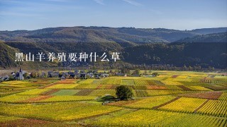 黑山羊养殖要种什么草