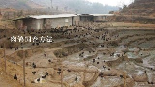 肉鸽饲养方法