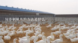 饲养刺鳅鱼的方法是什么