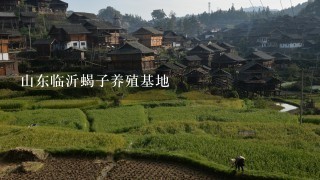 山东临沂蝎子养殖基地