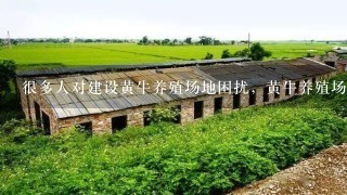 很多人对建设黄牛养殖场地困扰，黄牛养殖场地怎么建