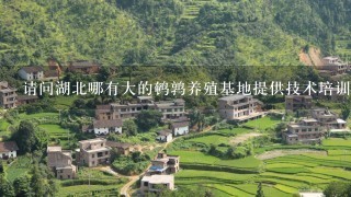 请问湖北哪有大的鹌鹑养殖基地提供技术培训和种苗