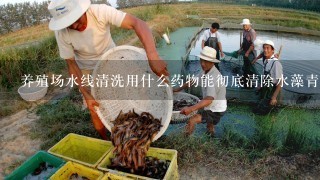 养殖场水线清洗用什么药物能彻底清除水藻青苔