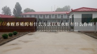 水蛭养殖的有什么方法以及水蛭有什么作用