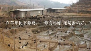 在苹果树下养鸡，，养肉鸡好 还是蛋鸡好，90亩能养多少，投资在多少，不应定都要利用到，适量就行，