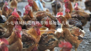 小屯锦凤绿壳乌鸡养殖基地怎么样