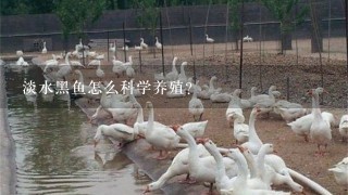 淡水黑鱼怎么科学养殖？