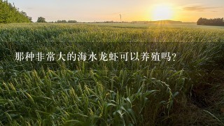 那种非常大的海水龙虾可以养殖吗？