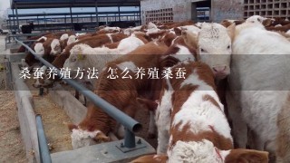 桑蚕养殖方法 怎么养殖桑蚕