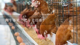 肉牛养殖户把牛卖给谁？