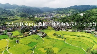 北方地区室内盆栽栀子牡丹和茶花那个比较好养殖