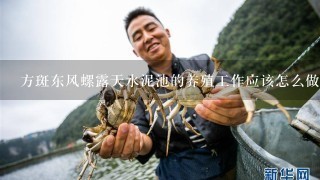 方斑东风螺露天水泥池的养殖工作应该怎么做？