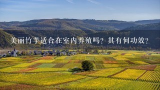 美丽竹芋适合在室内养殖吗？其有何功效？