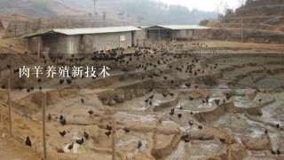 肉羊养殖新技术