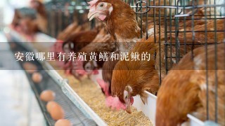 安徽哪里有养殖黄鳝和泥鳅的