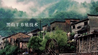 黑山羊养殖技术