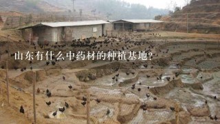 山东有什么中药材的种植基地?