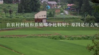 在农村种植和养殖哪个比较好？原因是什么呢？