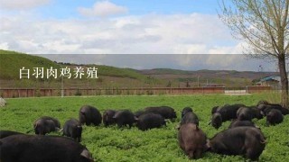 白羽肉鸡养殖