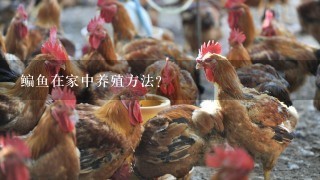 鳊鱼在家中养殖方法？