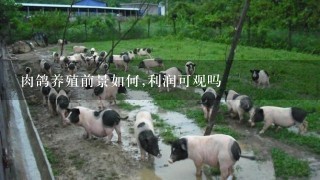 肉鸽养殖前景如何,利润可观吗