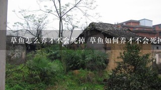 草鱼怎么养才不会死掉 草鱼如何养才不会死掉