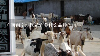 广西南宁地区适宜养什么品种的肉牛