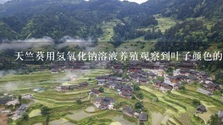 天竺葵用氢氧化钠溶液养殖观察到叶子颜色的变化是什么？