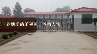 养地王鸽子视频，养殖方法