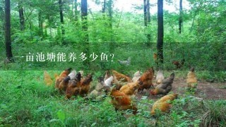 1亩池塘能养多少鱼?