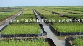 金钱树的养殖方法和注意事项 金钱树叶子发黄怎么办