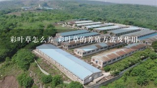 彩叶草怎么养 彩叶草的养殖方法及作用