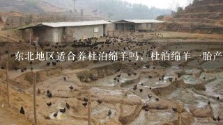 东北地区适合养杜泊绵羊吗，杜泊绵羊1胎产几羔，母羊从出生到多久发情，谢谢回答？