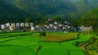 农村养鹅前景