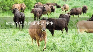 虞城养殖肉鸽成本是多少