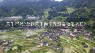 黄牛市场?金牧黄牛肉牛养殖基地怎么样?