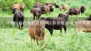 仔猪价格行情信息2010江苏养殖基地今日苗猪市场价格行情今日猪价信息咨询中